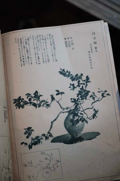 ($120)日本1935年婦人俱樂部附錄 插花展示