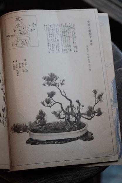 ($120)日本1935年婦人俱樂部附錄 插花展示